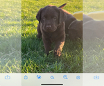 Small Photo #2 Labrador Retriever Puppy For Sale in LEXINGTON, MI, USA
