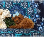 Small Photo #2 Poodle (Toy) Puppy For Sale in PARADISE, PA, USA