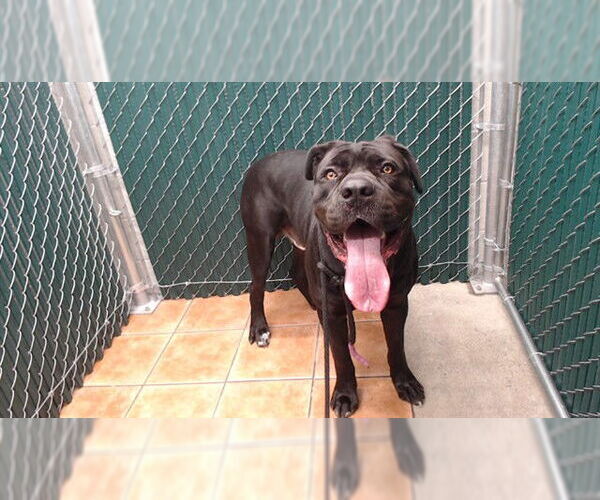 Medium Photo #1 Mutt Puppy For Sale in Downey, CA, USA