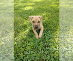 Small Labrador Retriever Mix