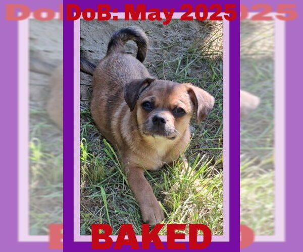 Medium Photo #1 Pug-Unknown Mix Puppy For Sale in Sebec, ME, USA