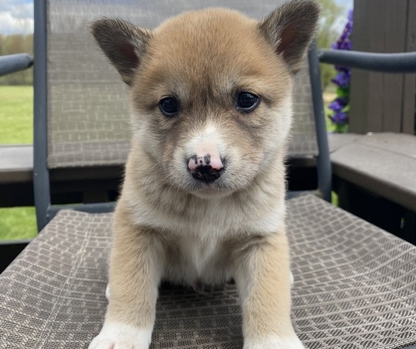 Medium Photo #1 Alaskan Husky-Border Collie Mix Puppy For Sale in RICHMOND, MI, USA