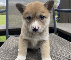 Medium Alaskan Husky-Border Collie Mix