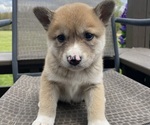 Puppy Cedar Alaskan Husky-Border Collie Mix
