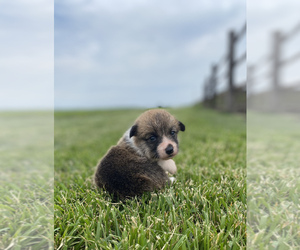 Pembroke Welsh Corgi Puppy for sale in ARTHUR, IL, USA