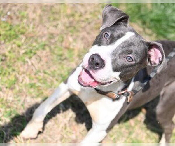 Medium Photo #2 Mutt Puppy For Sale in Glen Allen, VA, USA