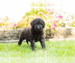 Small #1 Labradoodle