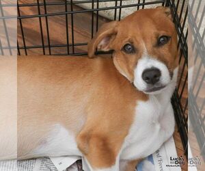 Bambino - Male Retriever -Unknown Mix Dog for Adoption - Photo #4