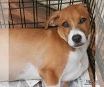 Small Photo #4 Retriever -Unknown Mix Puppy For Sale in Washington, DC, USA