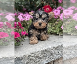 Yorkshire Terrier Puppy for sale in CANOGA, NY, USA