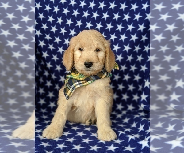 Medium Photo #2 Goldendoodle Puppy For Sale in KIRKWOOD, PA, USA
