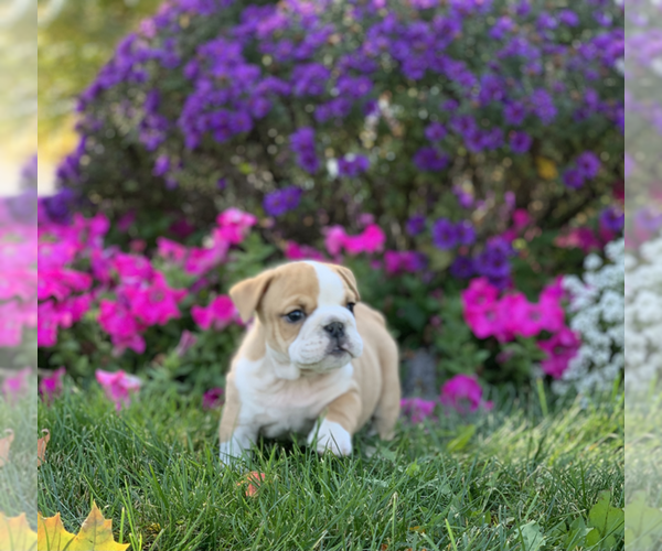 Medium Photo #9 English Bulldog Puppy For Sale in NAPPANEE, IN, USA