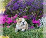 Small Photo #9 English Bulldog Puppy For Sale in NAPPANEE, IN, USA