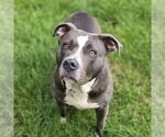 Small #21 American Pit Bull Terrier