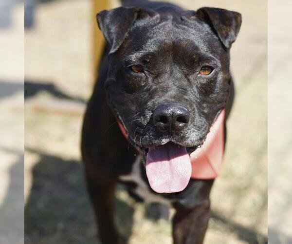Medium Photo #1 Staffordshire Bull Terrier-Unknown Mix Puppy For Sale in San Antonio, TX, USA