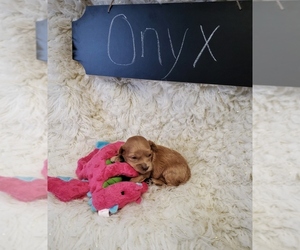 Goldendoodle-Poodle (Miniature) Mix Puppy for sale in NORTH VERNON, IN, USA