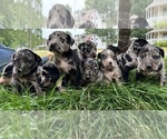 Small Photo #22 Catahoula Leopard Dog Puppy For Sale in BUSHNELL, IL, USA