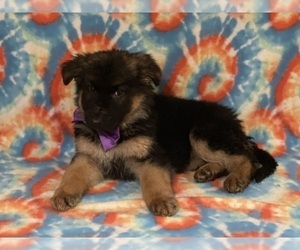 German Shepherd Dog Puppy for sale in LANCASTER, PA, USA