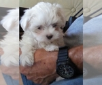 Small Photo #1 Maltipoo Puppy For Sale in T OR C, NM, USA