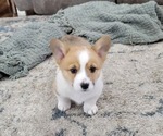 Puppy Tucker Pembroke Welsh Corgi
