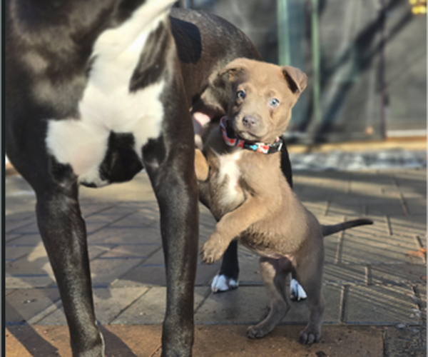 Medium Photo #2 Siberian Husky-Unknown Mix Puppy For Sale in Brooklyn Center, MN, USA