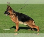 Small Photo #1 German Shepherd Dog Puppy For Sale in HOUSTON, TX, USA