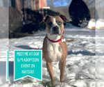 Small #13 Boxer Mix
