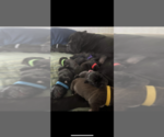 Small Photo #1 Cane Corso Puppy For Sale in OAK PARK, IL, USA