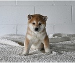 Small Photo #1 Shiba Inu Puppy For Sale in MILLERSBURG, OH, USA