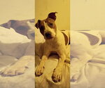 Sassy/Tiny - Female Mutt Dog for Adoption - Small photo