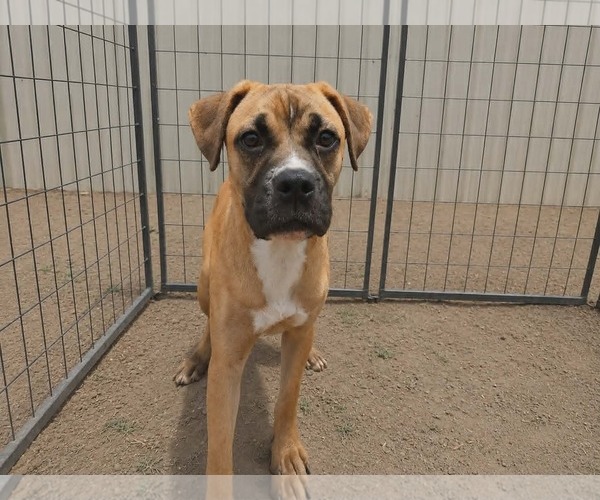 Medium Photo #6 Boxer-Unknown Mix Puppy For Sale in Minneapolis, MN, USA