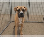 Small #5 Boxer Mix