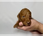 Small Photo #7 Goldendoodle Puppy For Sale in ABILENE, TX, USA