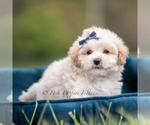 Small #5 Maltipoo (Miniature)