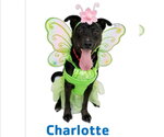 Small #7 Labrador Retriever Mix