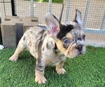 Small #3 French Bulldog
