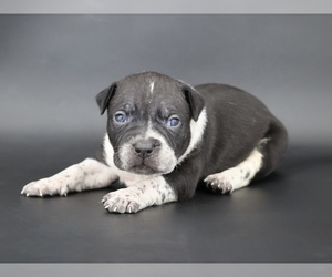 American Bully Puppy for sale in CHAMPAIGN, IL, USA