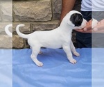 Small Photo #10 Dogo Argentino Puppy For Sale in NEWNAN, GA, USA