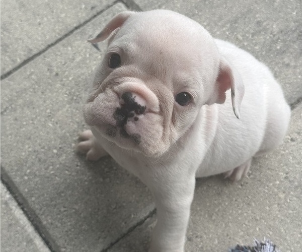 Medium Photo #2 English Bulldog Puppy For Sale in WEEKI WACHEE, FL, USA