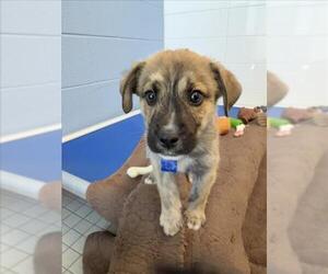 Boxer-Siberian Husky Mix Dogs for adoption in Fort Collins, CO, USA