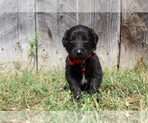 Gollie Puppy for sale in KINGSPORT, TN, USA