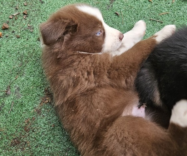 Medium Photo #6 Australian Shepherd Puppy For Sale in NELSON, VA, USA