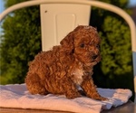Small Photo #35 Poodle (Miniature) Puppy For Sale in GOSHEN, IN, USA