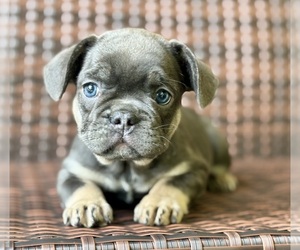 French Bulldog Puppy for sale in NEWTON, NJ, USA