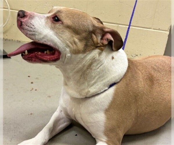 Medium Photo #1 Mutt Puppy For Sale in Sanford, FL, USA