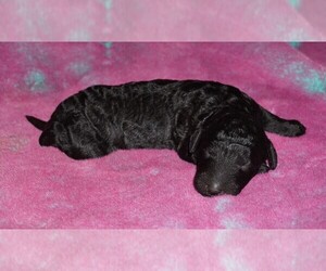 Labradoodle Puppy for sale in LA HABRA, CA, USA
