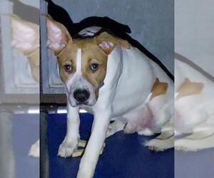 American Pit Bull Terrier Dogs for adoption in Chula Vista, CA, USA