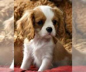 Cavalier King Charles Spaniel Puppy for sale in INDIANAPOLIS, IN, USA