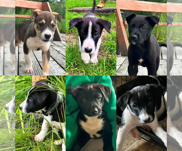 Medium Photo #1 Labsky Puppy For Sale in Anchorage, AK, USA