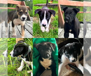 Labsky Dogs for adoption in Anchorage, AK, USA